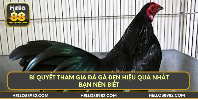Bí quyết tham gia đá gà đen hiệu quả nhất bạn nên biết