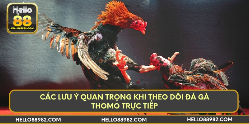 Các lưu ý quan trọng khi theo dõi đá gà Thomo trực tiếp
