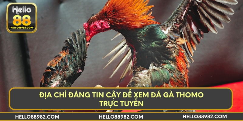 Địa chỉ đáng tin cậy để xem đá gà Thomo trực tuyến
