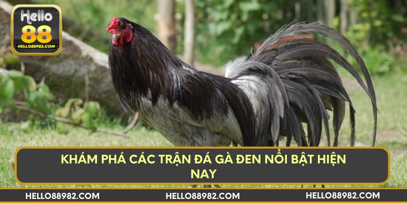 Khám phá các trận đá gà đen nổi bật hiện nay