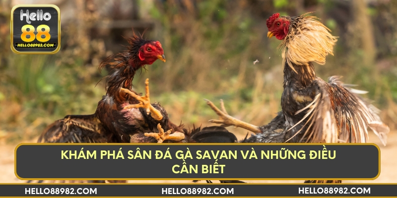 Lợi ích nổi bật từ trường đá gà Savan