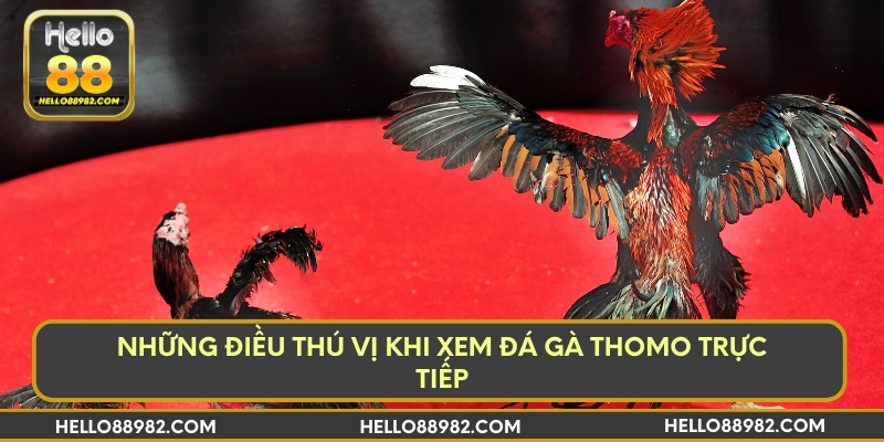 Những điều thú vị khi xem đá gà Thomo trực tiếp